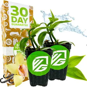 (2-Pack) Vanilla Bean Orchid Live Plant - Vanilla planifolia by Wellspring Gardens - Fragrant Vanilla Beans, Versatile Vine, Tropical Elegance, Aromatic Treasure - Vanilla Bean Starter Plant