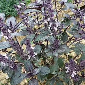 10 Culinary Herb Seeds，Heirloom Seeds - 4500+ Seeds for Planting for Outdoor or Indoor HerbGarden, Popular Herb Seeds  for Culinary,Basil, Coriander, Parsley, Greek valerian,Thyme, Oregano, Dill, Lavender, Sage,Holy basil