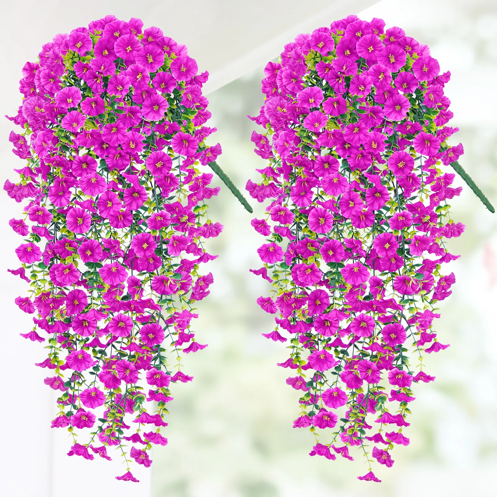 morning glory-Purple Red