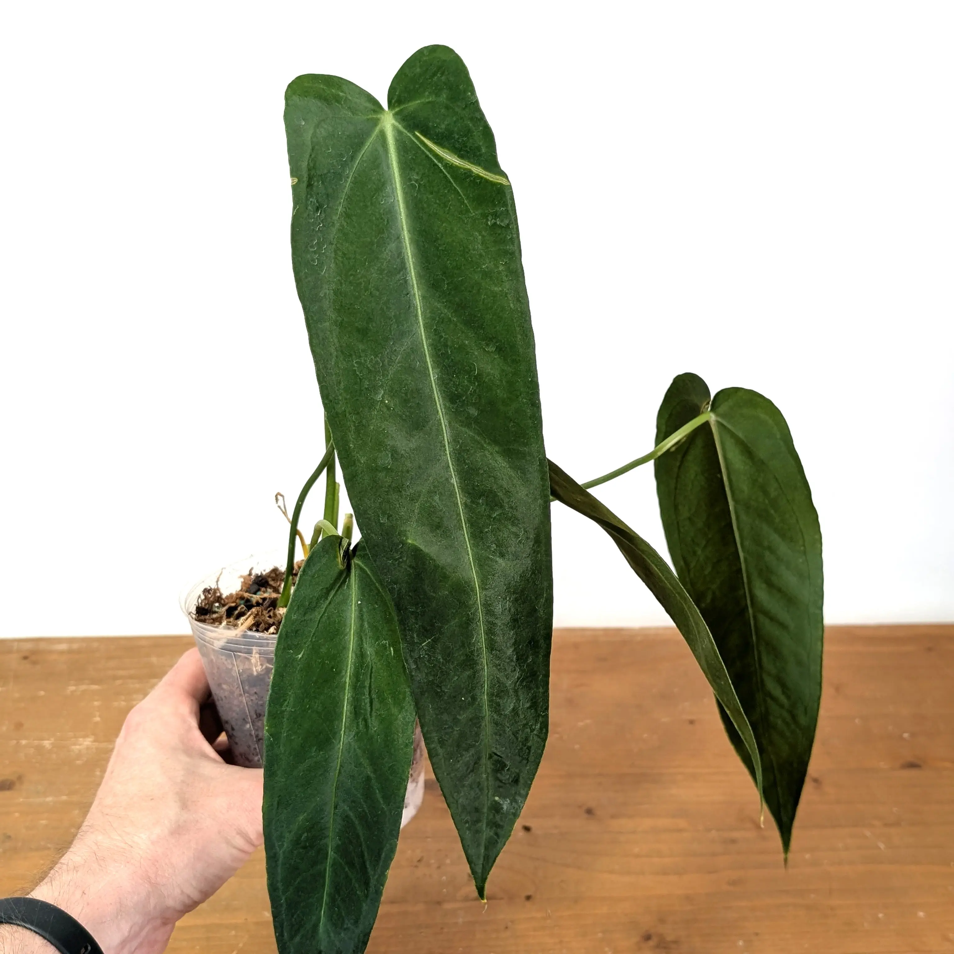 Anthurium Warocqueanum Esmeralda 'Dark Queen'