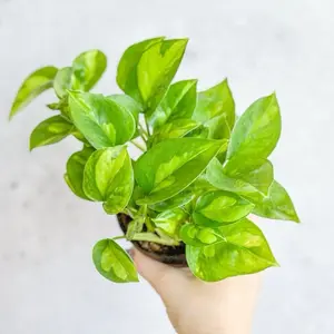 Pothos Global Green 4”