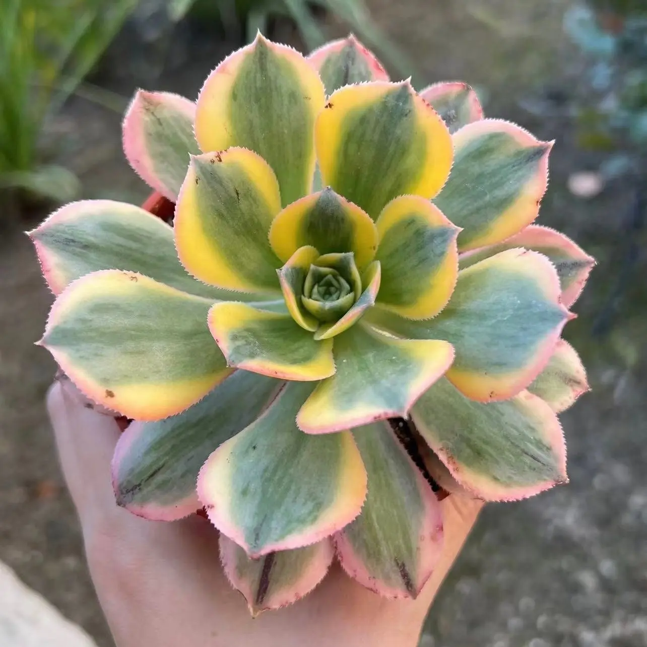 Aeonium Sunburst, Pink Succulent, Live Plant in 4'' pot