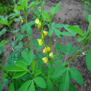 30 Seeds Fresh Chipilin Seeds Chipilin Guatemalan Seeds