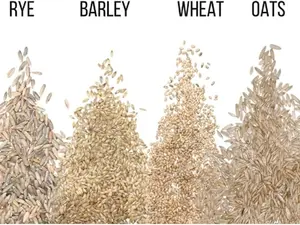 5 Pounds Cat Grass Seeds for Growing | 4 Way Blend, Rye, Wheat, Oats and Barley