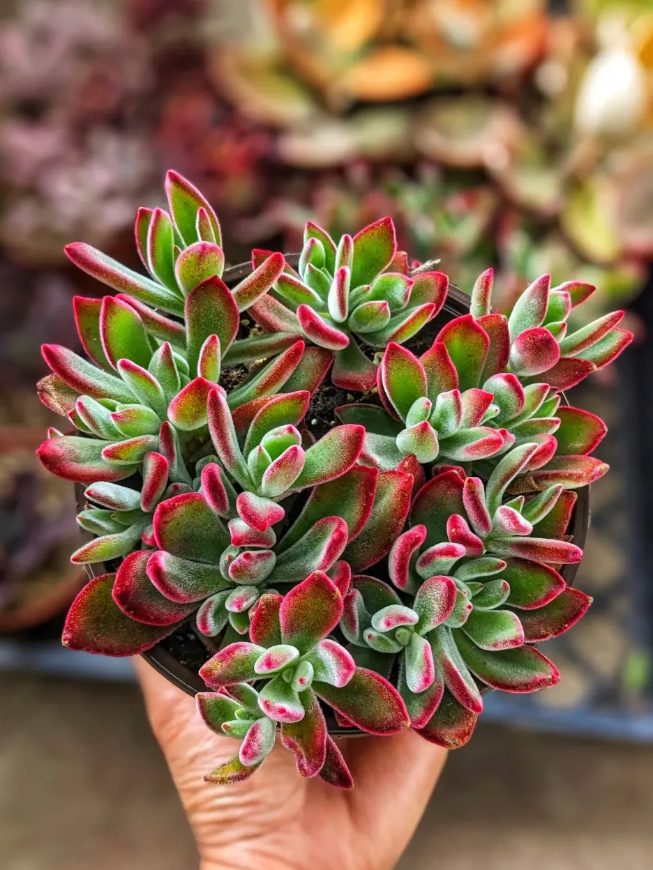 6" Echeveria Red Velvet (Echeveria Pulvinata / Ruby Slippers)