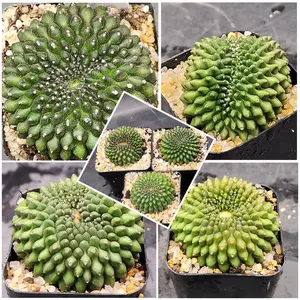 Gymnocalycium Crested Spineless Cactus Set of 3 Unique Rare Special Bright Cacti perennial plant