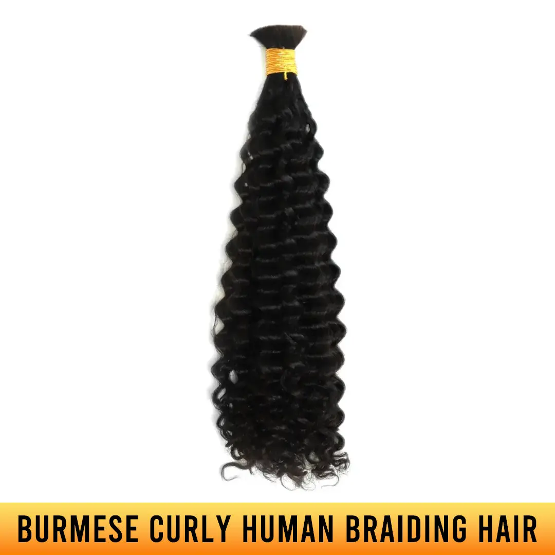 Burmese Curly