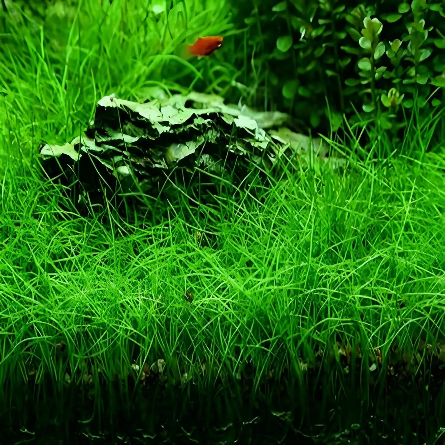 Dwarf Hairgrass Aquarium Seeds Pack - 5000 Pcs, 10G Versatile Grass-Like Easily-Growing Aquarium Plants, Guppies Fish Tank Decoration, Home Garden Supplies, Easy To Grow