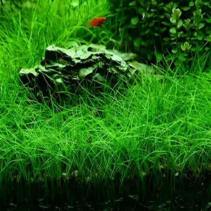 5000 pcs Aquarium Grass Plants Seeds Mini Hairy Grass Seeds 10G Fish Tank Aquarium Plant Aquatic Water Grass Plant Seeds Easy Grow