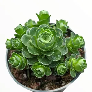 Greenovia dodrentalis Mountain Rose [Dormant in Summer]