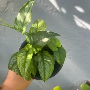 4” Monstera Siltepecana -