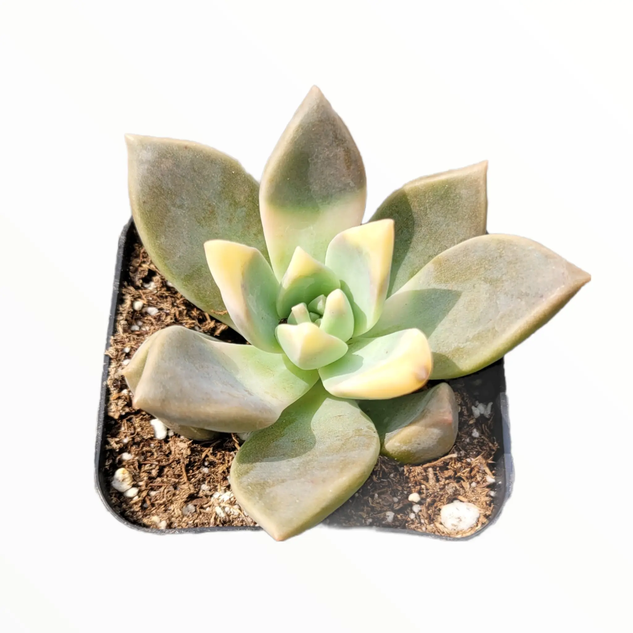 Graptopetalum paraguayense - Blue Haze