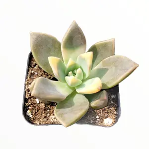 Graptopetalum paraguayense - Blue Haze