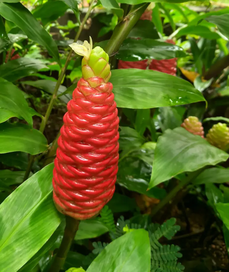 Pack of 3 Ginger Shampoo Rhizomes Hawaiian Shampoo Ginger Awapuhi Zingiber Zerumbet Tubers Red Lily Gingers Bulbs