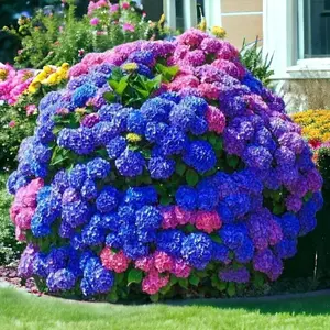 200pcs Blue, Pink & Purple Hydrangea Seeds – Stunning Perennial Blooms for a Vibrant Garden