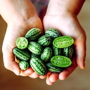 100+ Mouse Melon Heirloom Garden Seeds - Grow This Exceptional and Uncommon Garden Fruit - Non-gmo Cucamelon Seeds, Ideal Gift for Plant Enthusiasts