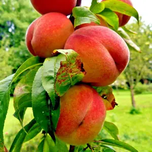 3 Peach Tree Seeds Dwarf Loring NEMAGUARD Prunus persica Fast Hardy Fruit Plant Cold Hardy Semi-Dwarf Flowers in White Red Pink Bi-Colors