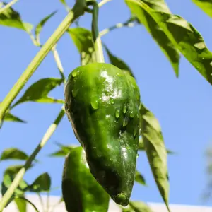 Poblano Pepper Seeds – 25 Pack, Easy to Grow, Perfect for Stuffing, Grilling & Roasting