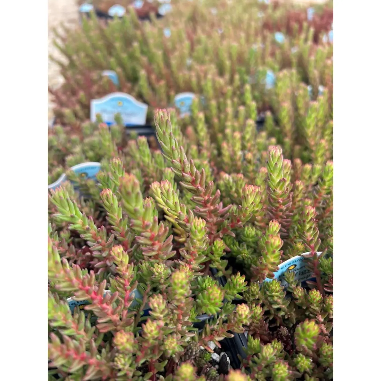 Red Wiggle Stonecrop Perennial - Sedum - Loves the Sun - Live Plant - Quart Pot
