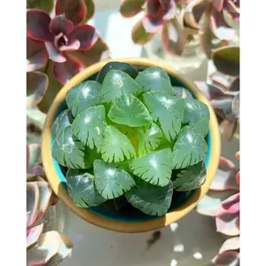 Haworthia obtusa cv. 'sky lantern' (stressed in dark color) - April Farm/Rare Succulents