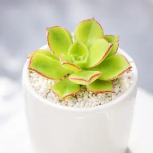 Aeonium lancerottense