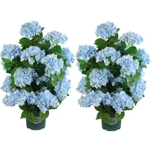 2-Pack 30-in Decorative UV-Resistant Artificial Hydrangea Trees - Light Blue Flowers, Faux Potted Plants for Indoor, Outdoor Home Decor