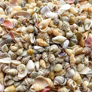 Micro Mixed Small Fillers, Plastic Shells, Craft Supplies, Vase Filler, Beach Wedding Decorations, Textured Shell Decor, Durable Material