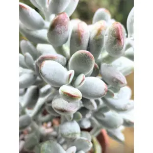2"Live Succulent (Cotyledon orbiculata Dinteri Jacobsen)
