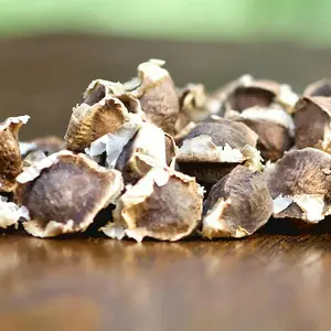 Moringa Seeds – Heirloom, Non-GMO, High Germination Drumstick Tree Seeds – Easy to Grow, Fast-Growing Superfood Tree for Garden or Containers