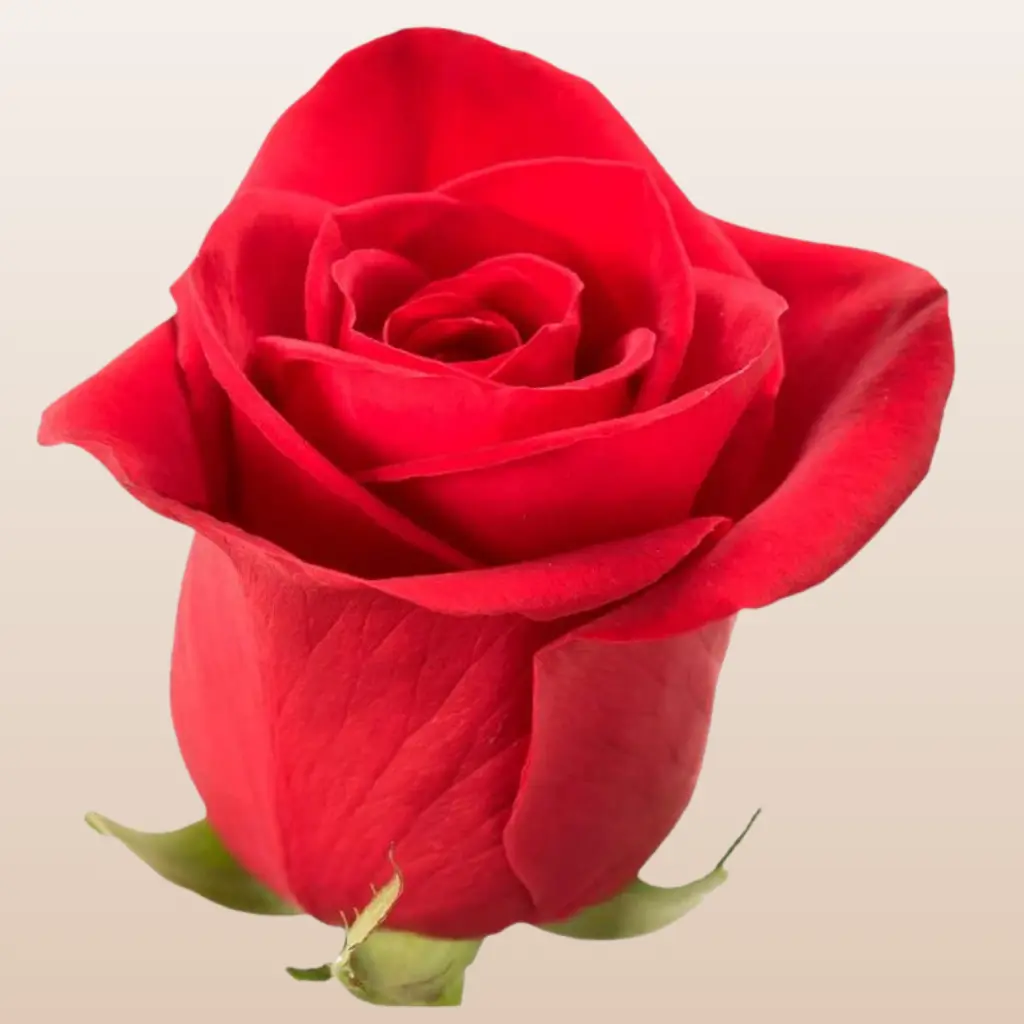 Freedom Roses - True Red Medium Bloom 6-6.5cm 45 Petals 12 Days Vase Life Fresh Farm-Shipped with Thorns & Guard Petals