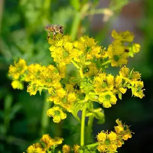 800 PCS Rue Herb Seeds – Hardy, Aromatic Perennial, Drought-Tolerant Variety for Herbal Gardens & Cottage Landscapes