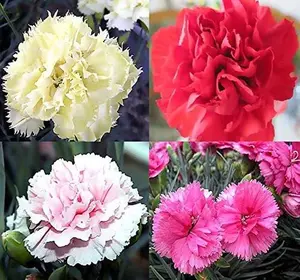 1000 seed carnations rose flowers remixed biennial flowers