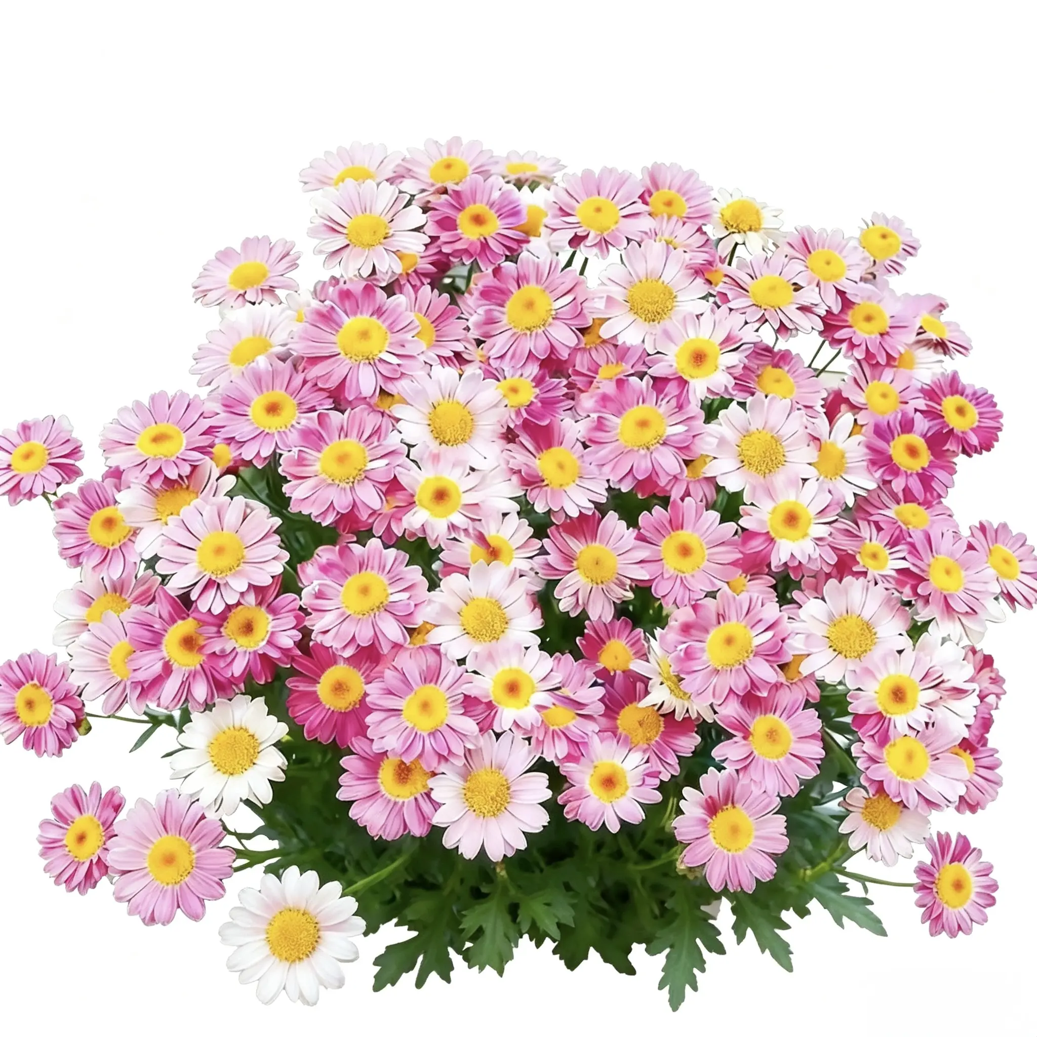 Dalmatian Pyrethrum Daisy Flower Seed Pack - Natural Insect Repellent, Open-Pollinated Heirloom Perennial Outdoor Easy-to-Grow Seeds for Pest-Free Gardens