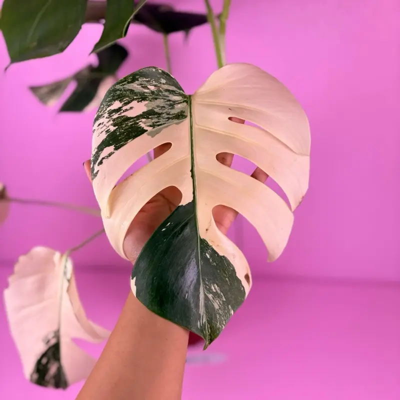 low light philodendron Philodendron 'Lickety Split' Live Plant, 8