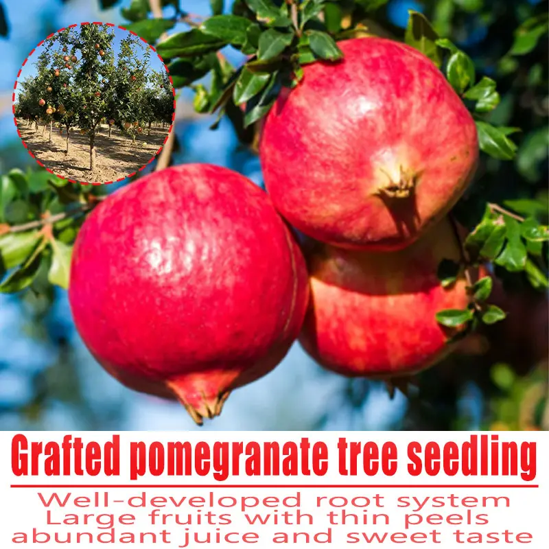Grafted Pomegranate Bare Root Seedling, Large Thin Peel Sweet Juicy Pomegranate Live Fruit Tree For Backyard Garden(1 plant)
