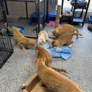 Interactive Unpredicatable Moving Feather Cat Toy , Hide and Seek Rechargeable Cat toy for bored cat,Automatic Chargeable，Indoor Exercise & Boredom Relief for All Breeds