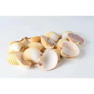 Mexican Deep Sea Shell Beach Craft Scallop 2 1/2" - 3" (15 pcs )#JC-032