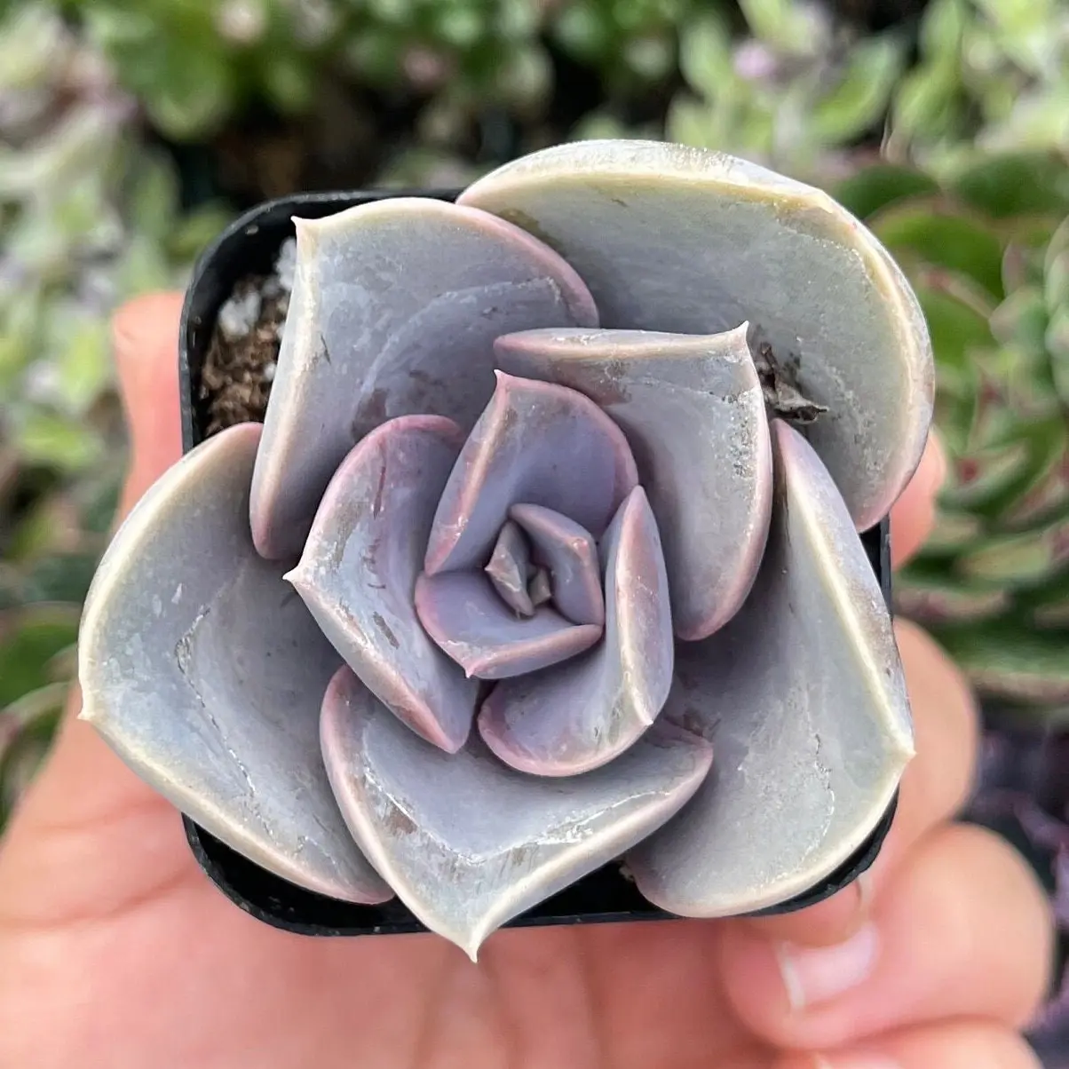 Perle von Nürnberg Echeveria Live Succulent, Purple Rosette Plant, 4 Inch Potted Indoor Decor