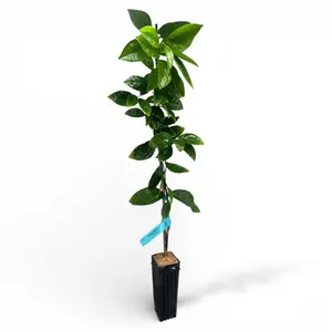 Moro Blood Orange Tree | No Ship CA AZ LA FL | Deep Red Citrus, Berry-Like Flavor & Sweet-Tart Juicy Orange | Premium Indoor Outdoor Citrus Tree