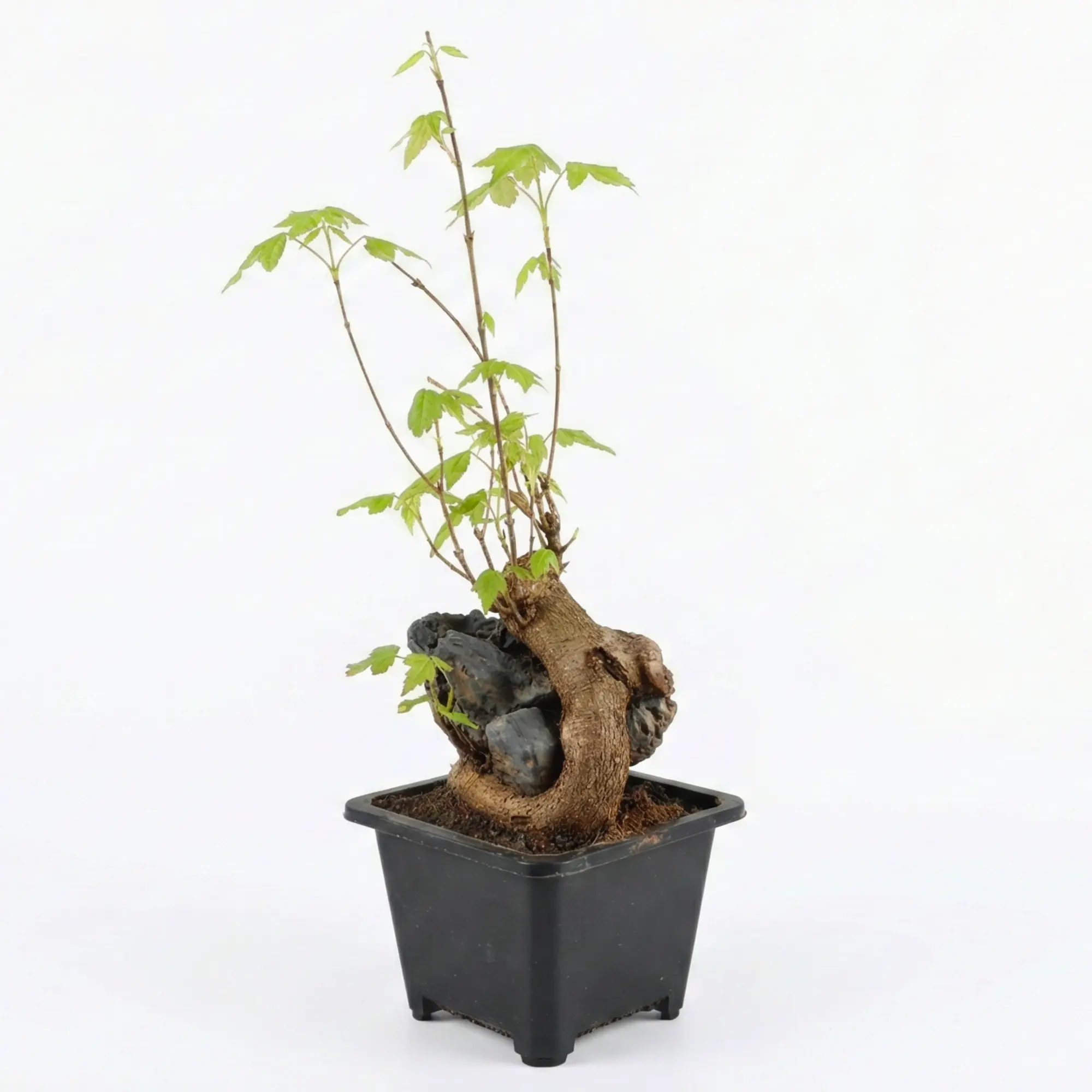 Mini Trident Maple Bonsai – Root-over-Rock Shohin Style,Seasonal  leaf Color Changes,Low Maintenance Ornamental Plant for Home, Office, and Garden Décor