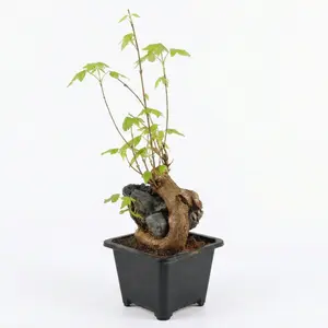 Mini Trident Maple Bonsai – Root-over-Rock Shohin Style,Seasonal  leaf Color Changes,Low Maintenance Ornamental Plant for Home, Office, and Garden Décor