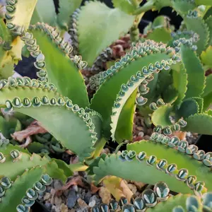 Mother of Thousands Plant 'Kalanchoe laetivirens'