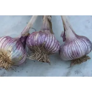Red GARLIC BULBS (Hard-neck ) GARDEN VEGETABLE