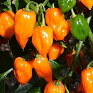 100 Orange Habanero Pepper Seeds for Planting Hot Habanero Peppers Plant Seeds for Home Outdoor Vegetable Garden Easy Gardening Experience Perfect for Spicy Enthusiasts