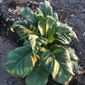Virginia Brightleaf Tobacco Seeds (Nicotiana tabacum) Classic flue-cured variety known for its smooth flavor and golden leaves