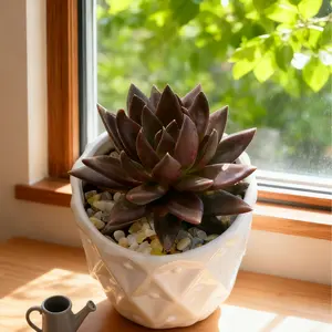Echeveria Black Knight Succulent – Unique Home & Holiday Decor Plant – Perfect Gift!