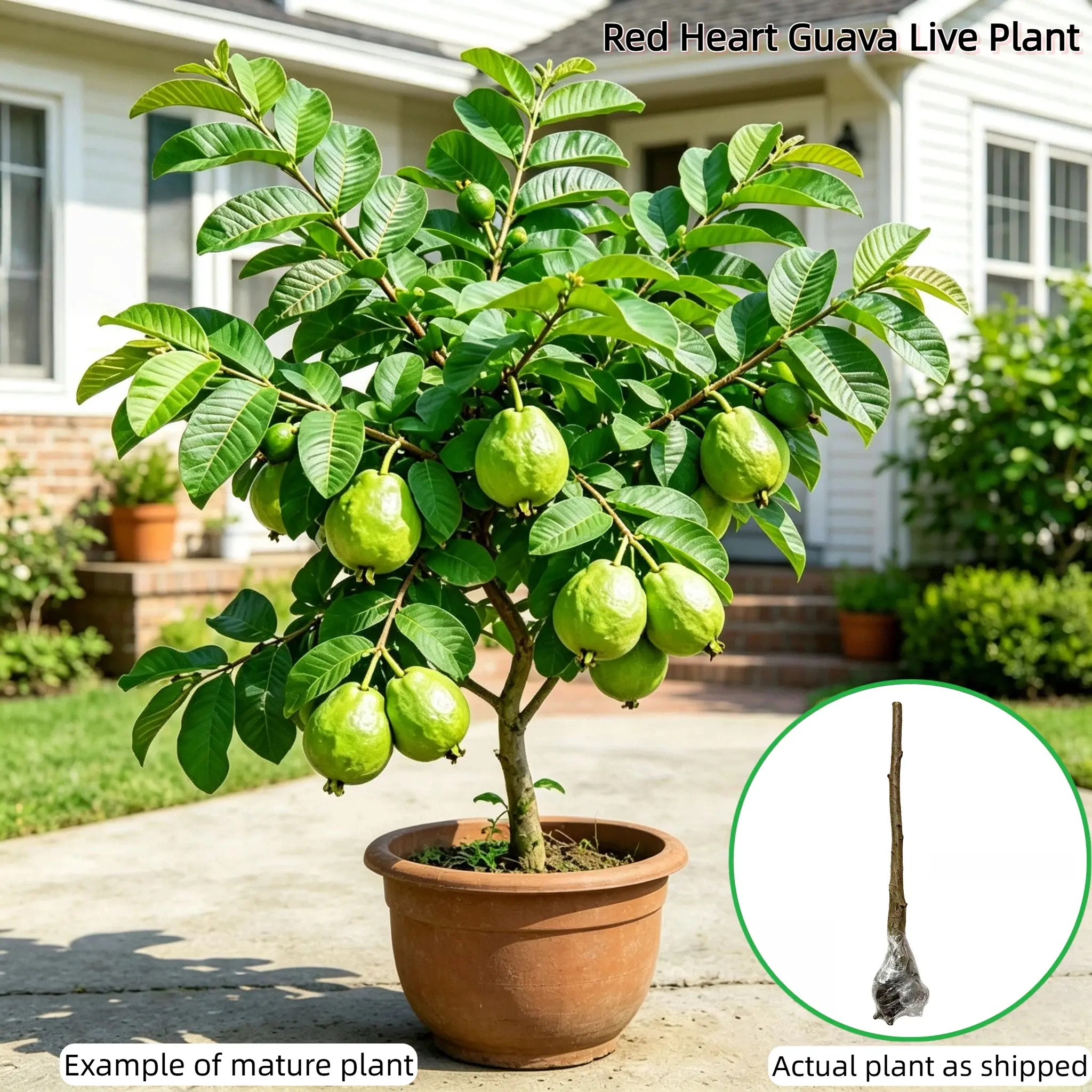 Live Guava Tree – Tropical Fruit Plant, Healthy Root System, Grows in Ground or Pot, Beginner Friendly for Home Garden