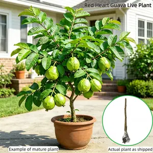 Live Guava Tree – Tropical Fruit Plant, Healthy Root System, Grows in Ground or Pot, Beginner Friendly for Home Garden
