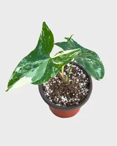 4" Syngonium Albo – Live Plant