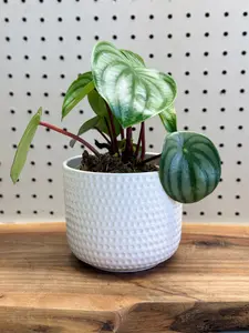 Watermelon Peperomia Peperomia argyreia 4 inch Pot - Indoor Plant with Unique Foliage & Easy Care Instructions for Compact Upright Appearance